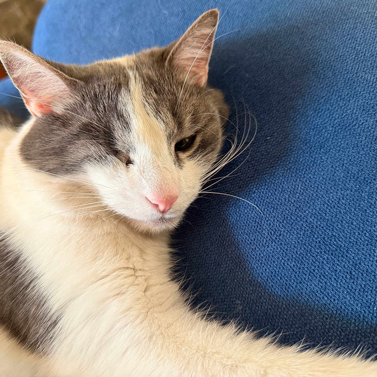 Muusaa is registered to the contest to win money with this photo: cat, pet, feline, relaxed, closeup, indoor, fur, whiskers, pink_nose, blue_background, texture, animal, sleepy, cute, resting, domestic_animal, portrait, cozy, soft_light