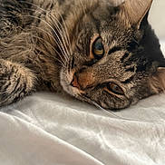Onyx is registered to the contest to win money with this photo: cat, tabby, close_up, whiskers, fur, relaxed, lying_down, pet, animal, indoor, soft_surface, sleepy, cute, feline, portrait, mammal, eyes, nose, ear, domestic_cat