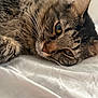cat, tabby, close_up, whiskers, fur, relaxed, lying_down, pet, animal, indoor, soft_surface, sleepy, cute, feline, portrait, mammal, eyes, nose, ear, domestic_cat
