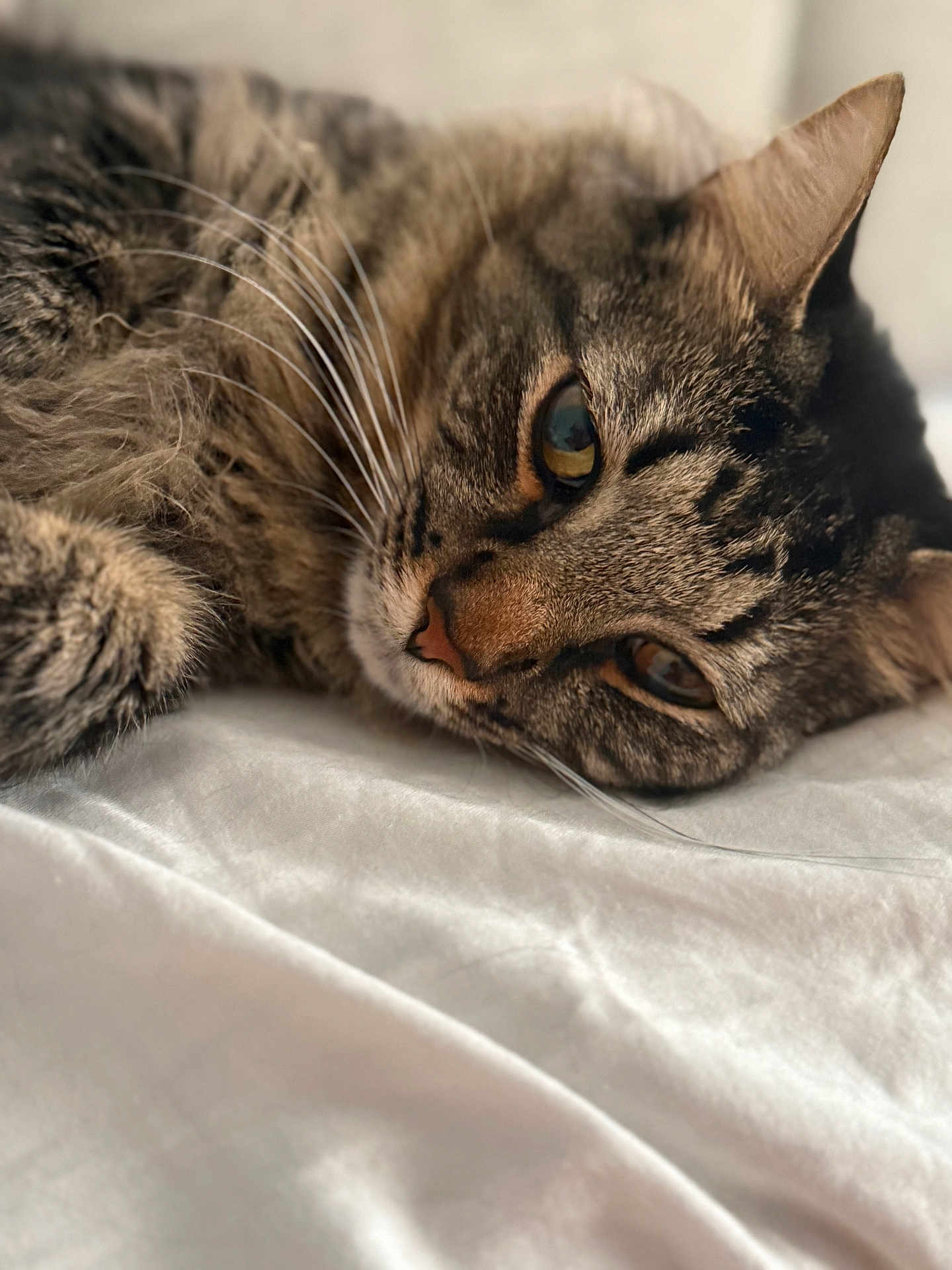Onyx is registered to the contest to win money with this photo: cat, tabby, close_up, whiskers, fur, relaxed, lying_down, pet, animal, indoor, soft_surface, sleepy, cute, feline, portrait, mammal, eyes, nose, ear, domestic_cat