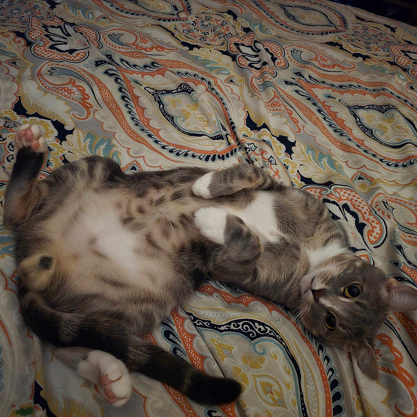 Boots Or Buddy