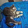 animal, bed, blue_bedspread, cat, companion, cozy, cuddling, cute, domestic_cat, feline, fur, indoor, paw, pet, relaxed, resting, sleeping, tabby_cat, two_animals, whiskers