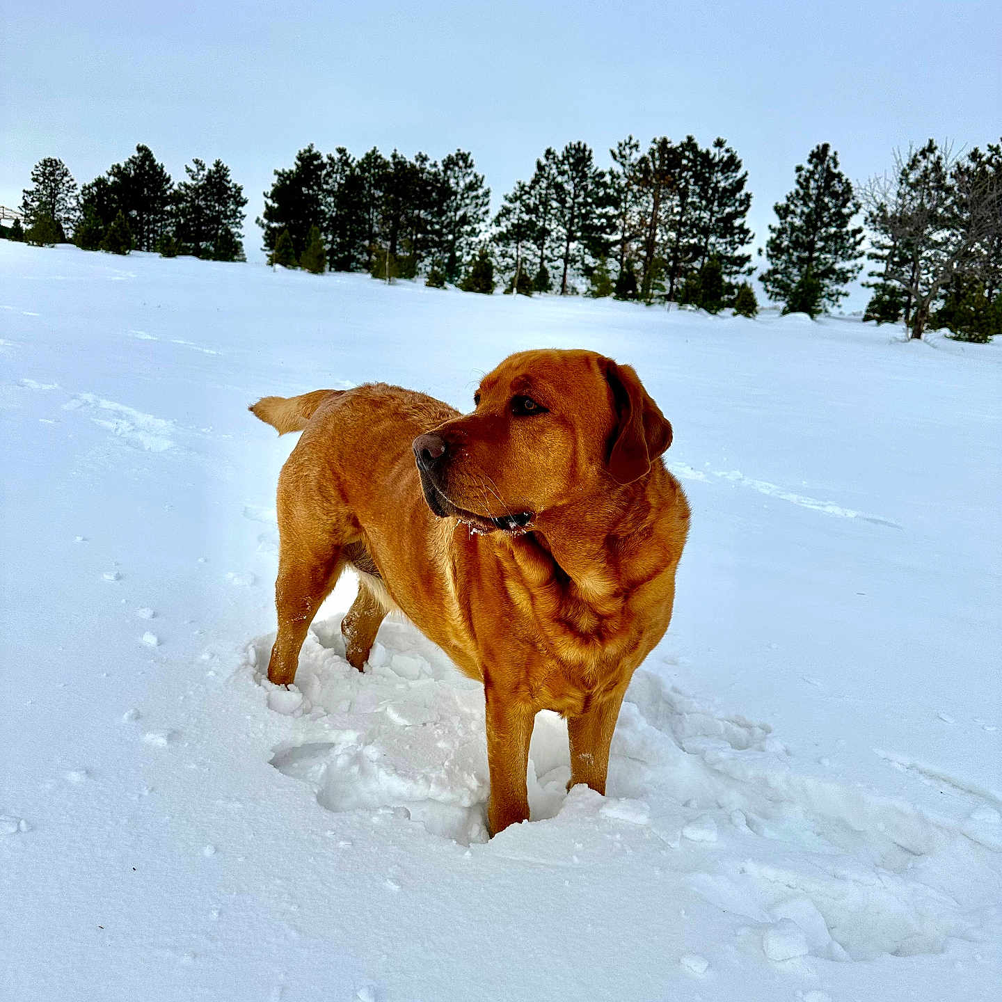 Hank joined the competition — help win amazing prizes! animal, canine, dog, fir, goldenretriever, hound, ice, labradorretriever, land, nature, outdoors, pet, plant, pointer, puppy, snow, tree, vegetation, winter, woodland
