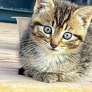 Rayne joined the competition — help win amazing prizes! adorable, animal, blue_eyes, cat, closeup, curious, cute, feline, fur, indoor, kitten, mammal, pet, portrait, resting, small, tabby, whiskers, wooden_surface, young