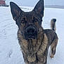 Leo is registered to the contest to win money with this photo: dog, german_shepherd, snow, outdoor, animal, pet, fur, ears, nose, tail, winter, field, barn, cold, nature, canine, alert, standing, snowflakes, rural