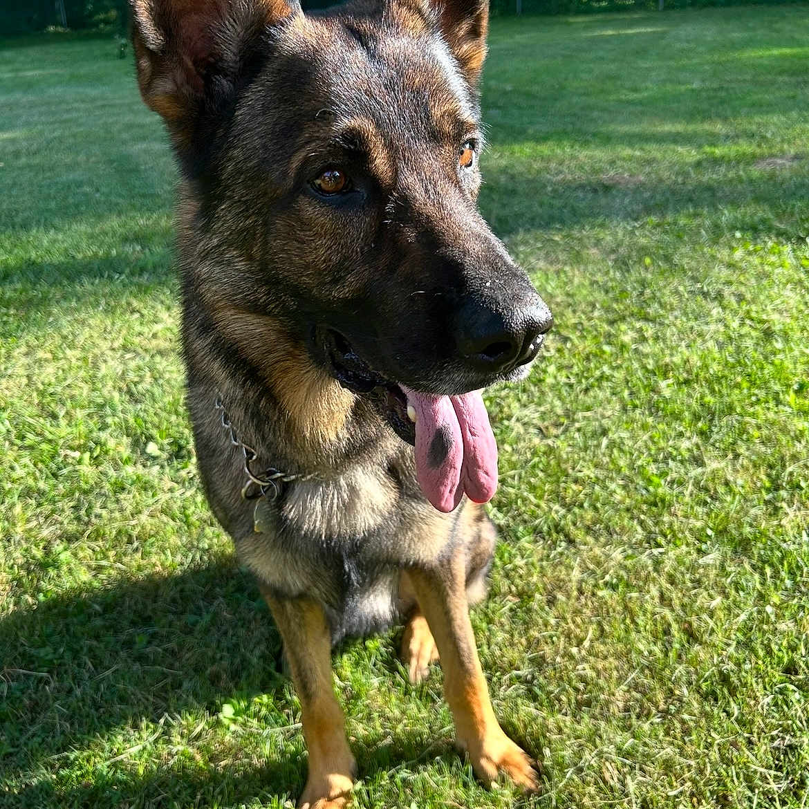 Leo joined the competition — help win amazing prizes! alert, animal, black, brown, canine, collar, daylight, dog, ears_up, fence, fur, german_shepherd, grass, happy, nature, outdoor, pet, sitting, sunlight, tongue_out