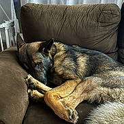 Leo is registered to the contest to win money with this photo: dog, german_shepherd, couch, brown, pet, sleeping, indoor, cozy, fur, animal, canine, resting, comfort, home, paw, ears, tail, curled_up, relaxed, furniture