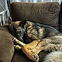dog, german_shepherd, couch, brown, pet, sleeping, indoor, cozy, fur, animal, canine, resting, comfort, home, paw, ears, tail, curled_up, relaxed, furniture