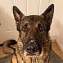Leo joined the competition — help win amazing prizes! dog, german_shepherd, pet, indoors, carpet, door, fur, ears, nose, animal, canine, collar, tag, brown, black, tail, floor, looking, sitting, house