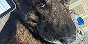 Leo is registered to the contest to win money with this photo: dog, pet, indoors, close_up, brown, black, fur, tablet, electronic_device, bedroom, furniture, looking_back, animal, canine, domestic_animal, resting, face, ears, eyes, nose
