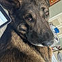dog, pet, indoors, close_up, brown, black, fur, tablet, electronic_device, bedroom, furniture, looking_back, animal, canine, domestic_animal, resting, face, ears, eyes, nose