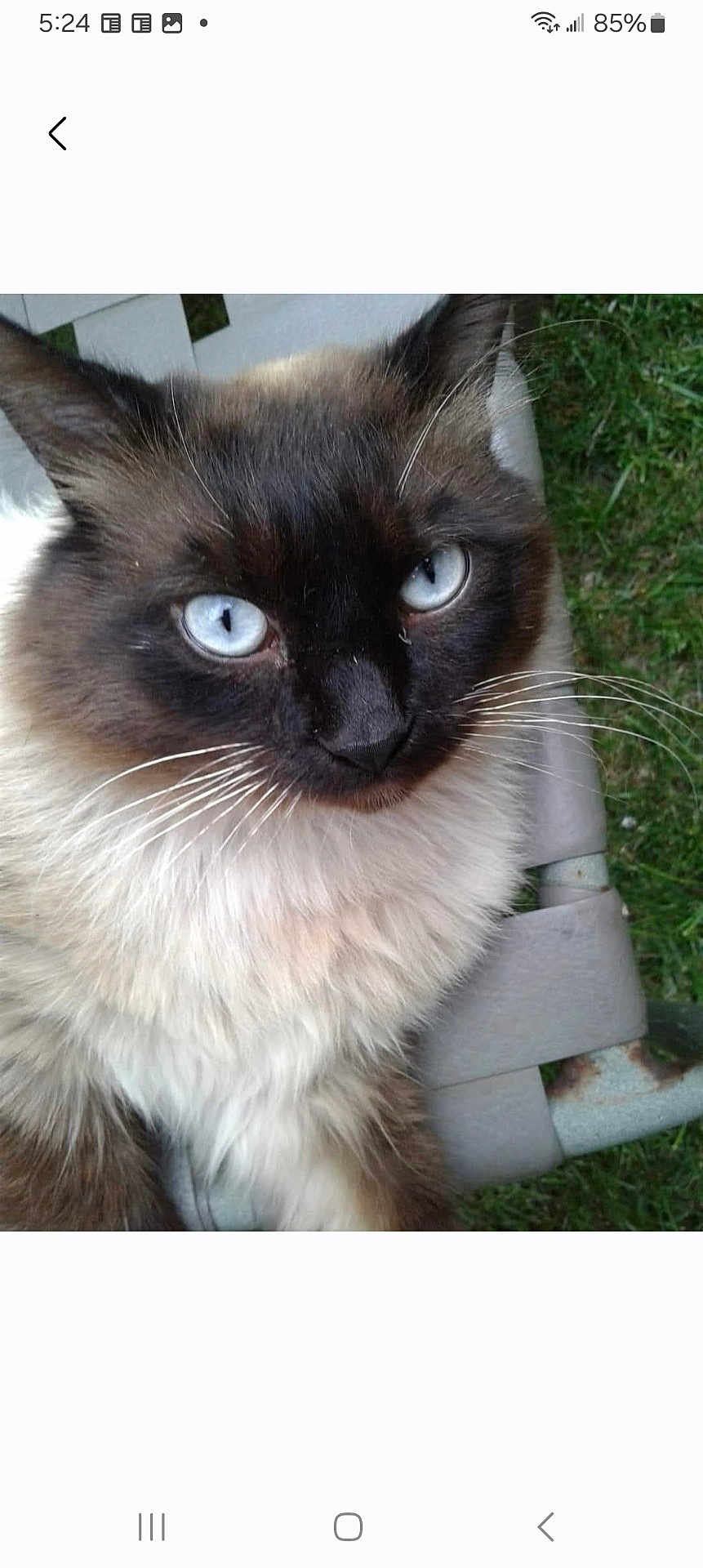 Gizzie joined the competition — help win amazing prizes! cat, blue_eyes, fluffy, close_up, outdoor, grass, chair, whiskers, feline, pet, animal, nature, portrait, sitting, fur, domestic_animal, cute, face, looking, alert