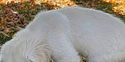 Benjamin Snow is registered to the contest to win money with this photo: puppy, dog, white_fur, grass, autumn, leaves, tree_trunk, outdoor, park, nature, cute, young_dog, pet, animal, fall, daylight, suburban, sniffing, canine, background_blur