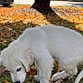 puppy, dog, white_fur, grass, autumn, leaves, tree_trunk, outdoor, park, nature, cute, young_dog, pet, animal, fall, daylight, suburban, sniffing, canine, background_blur