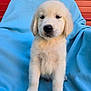 Benjamin Snow is registered to the contest to win money with this photo: puppy, dog, golden_retriever, fluffy, cute, pet, animal, blue_blanket, red_background, sitting, young, fur, adorable, paw, indoor, portrait, canine, mammal, companionship, soft