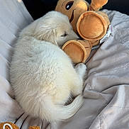 Benjamin Snow joined the competition — help win amazing prizes! puppy, dog, sleeping, white_fur, plush_toy, stuffed_animal, blanket, car_interior, cozy, cute, pet, animal, soft, resting, cuddling, toy, fur, nap, indoor, closeup