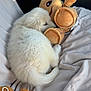 puppy, dog, sleeping, white_fur, plush_toy, stuffed_animal, blanket, car_interior, cozy, cute, pet, animal, soft, resting, cuddling, toy, fur, nap, indoor, closeup