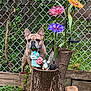 Mylo is registered to the contest to win money with this photo: dog, french_bulldog, tree_stump, garden_decor, decorative_flowers, garden_figures, chain_link_fence, greenery, plants, grass, outdoor, pet, animal, brown_dog, leaves, wood, rocks, nature, backyard, fence