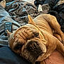 Mylo is registered to the contest to win money with this photo: animal, blanket, brown, casual, clothing, companion, cozy, dog, face, french_bulldog, fur, human_leg, indoor, laying, pet, relaxing, remote_control, resting, sleepy, wrinkles