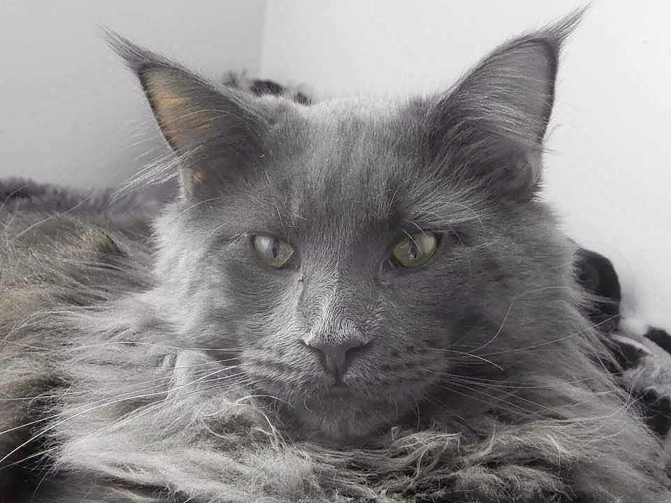 Hadés