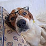 animal, brown, closeup, comfort, couch, cute, dog, domestic, face, fur, glasses, home, indoor, laying, nose, pet, pillow, portrait, relaxed, white