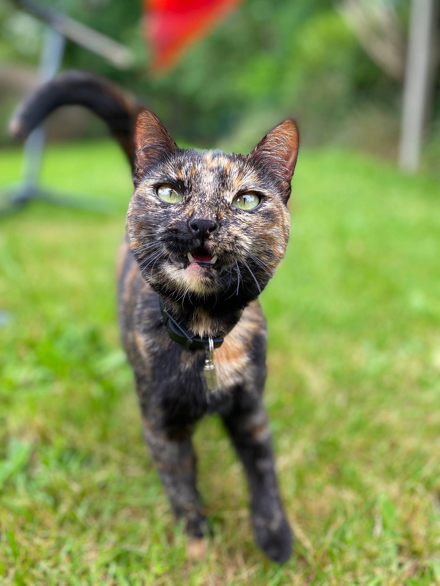 Bulma a rejoint le concours — aidez-le/la à gagner de superbes lots ! art, black_cat, canidae, carnivore, cat, dog_breed, domestic_short_haired_cat, eye, fang, felidae, fur, grass, grassland, plant, small_to_medium_sized_cats, snout, tail, terrestrial_animal, whiskers, wildlife