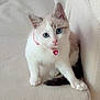 Bella a rejoint le concours — aidez-le/la à gagner de superbes lots ! kitten, cat, pet, blue_eyes, white_fur, pink_collar, heart_pendant, couch, furniture, indoors, cute, small, young, domestic_cat, curious, sitting, cozy, soft, texture, animal