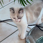 Bella participe au concours pour gagner de l'argent avec cette photo : kitten, cat, curious, indoor, floor, tile, reflection, pet, animal, domestic, feline, whiskers, paws, collar, greenery, plant, cord, houseplant, closeup, young