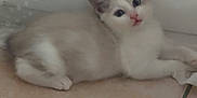 Bella participe au concours pour gagner de l'argent avec cette photo : kitten, cat, animal, pet, floor, tile, indoor, white_wall, curious, young, fur, cute, small, resting, paw, ears, eyes, muzzle, nose, lying_down