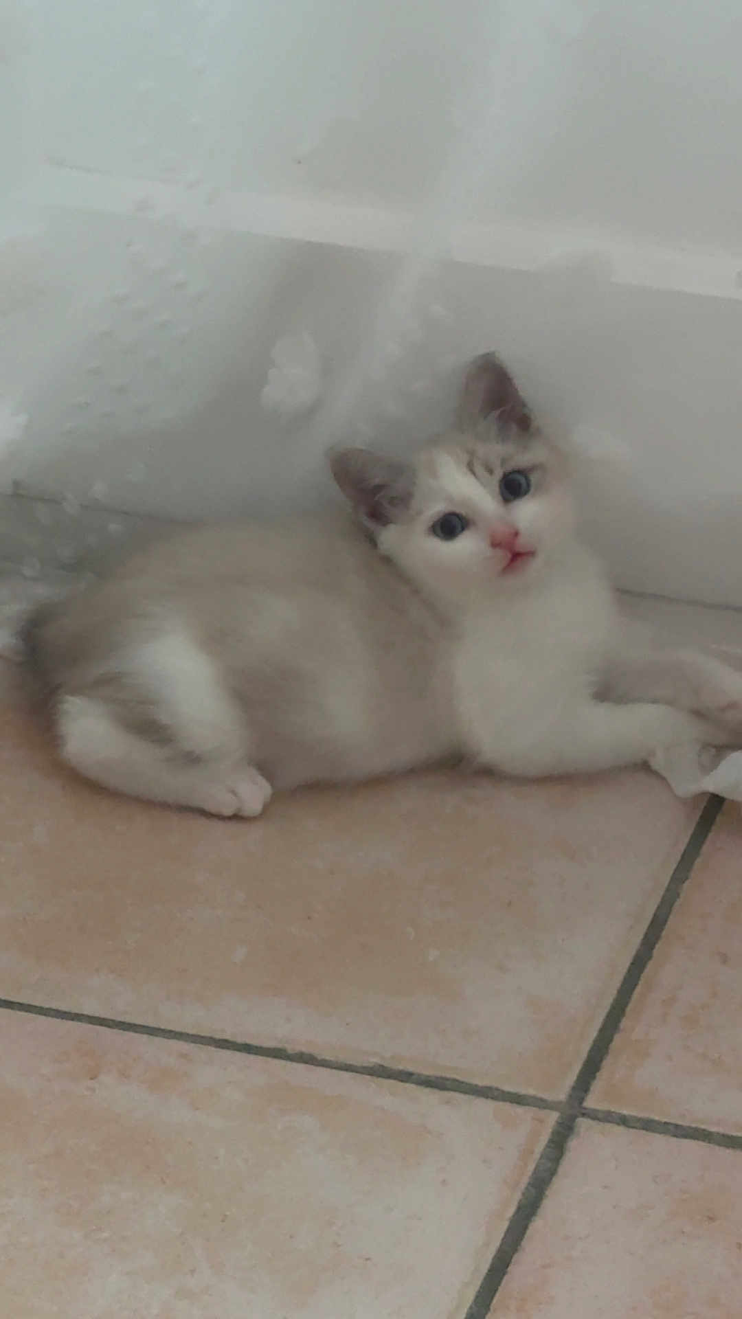 Bella participe au concours pour gagner de l'argent avec cette photo : kitten, cat, animal, pet, floor, tile, indoor, white_wall, curious, young, fur, cute, small, resting, paw, ears, eyes, muzzle, nose, lying_down