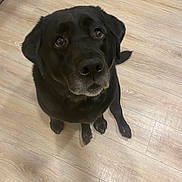 Rosie joined the competition — help win amazing prizes! black_dog, dog, pet, indoor, wooden_floor, looking_up, sitting, animal, canine, fur, ears, eyes, nose, paw, flooring, domestic_animal, companion, cute, friendly, waiting