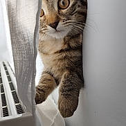 Mimi participe au concours pour gagner de l'argent avec cette photo : cat, kitten, tabby, curious, window, curtain, radiator, indoor, pet, feline, fur, whiskers, ears, paws, closeup, young_animal, domestic_animal, soft_light, peek, playful