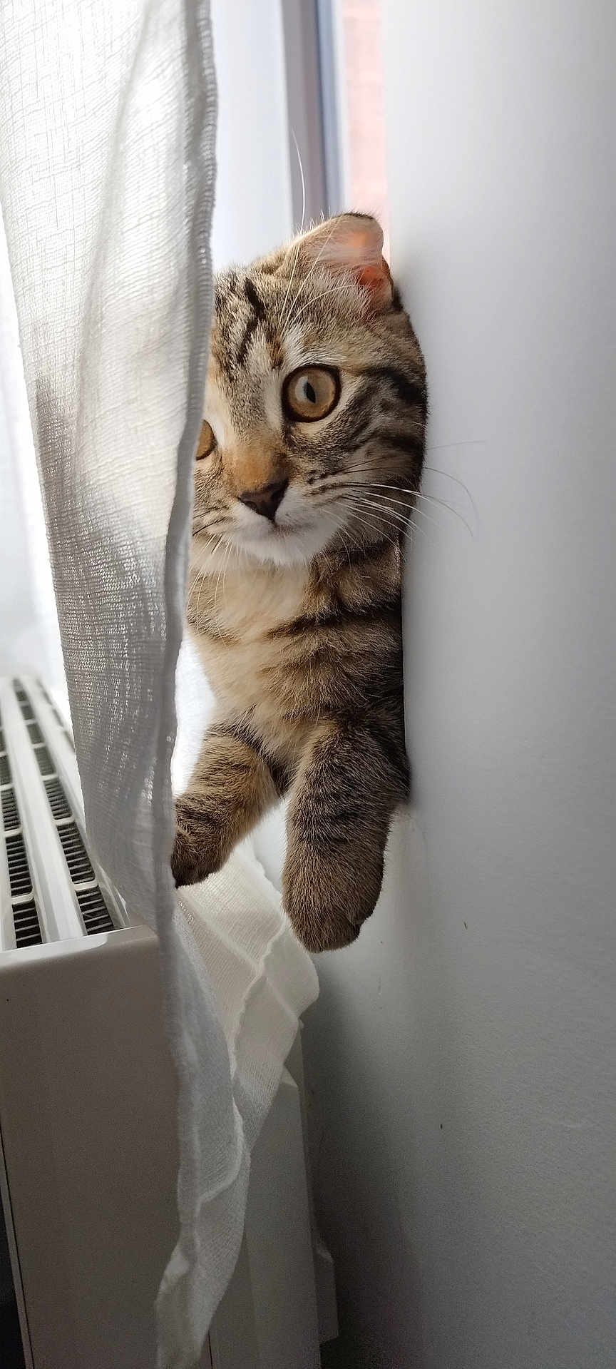 Mimi