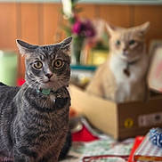 Piston joined the competition — help win amazing prizes! bedspread, bell, blurred_background, box, cat, collar, cozy, curious, domestic_cat, flower, furniture, indoor, orange_cat, package, portrait, shallow_depth_of_field, tabby_cat, table, vase, wide_eyes