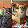 bedspread, bell, blurred_background, box, cat, collar, cozy, curious, domestic_cat, flower, furniture, indoor, orange_cat, package, portrait, shallow_depth_of_field, tabby_cat, table, vase, wide_eyes