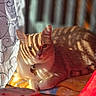 Penne joined the competition — help win amazing prizes! animal, bell, blanket, cat, closeup, collar, curtain, domestic_cat, feline, home, indoor, orange_tabby, pet, relaxed, resting, shadow, soft_texture, sunlight, warm_light, window