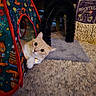 Penne is registered to the contest to win money with this photo: animal, basket, books, carpet, cat, cozy, curious, cute, fabric_tunnel, furniture, garfield, home, indoor, light_orange_cat, mocktails_book, pet, playful, relaxed, scratching_post, soft_texture