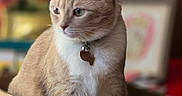 Penne is registered to the contest to win money with this photo: animal, beige_cat, bell, blurred_background, box, cardboard_box, cat, collar, curious, cute, domestic_cat, feline, fur, indoor, pet, portrait, sitting, soft_light, whiskers, white_fur