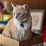 animal, beige_cat, bell, blurred_background, box, cardboard_box, cat, collar, curious, cute, domestic_cat, feline, fur, indoor, pet, portrait, sitting, soft_light, whiskers, white_fur
