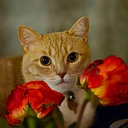Penne joined the competition — help win amazing prizes! animal, blurred_background, cat, closeup, collar, curious, cute, eyes, feline, flower, greenery, indoor, nature, orange_tabby, pet, plant, portrait, rose, soft_light, whiskers