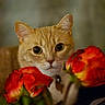 animal, blurred_background, cat, closeup, collar, curious, cute, eyes, feline, flower, greenery, indoor, nature, orange_tabby, pet, plant, portrait, rose, soft_light, whiskers