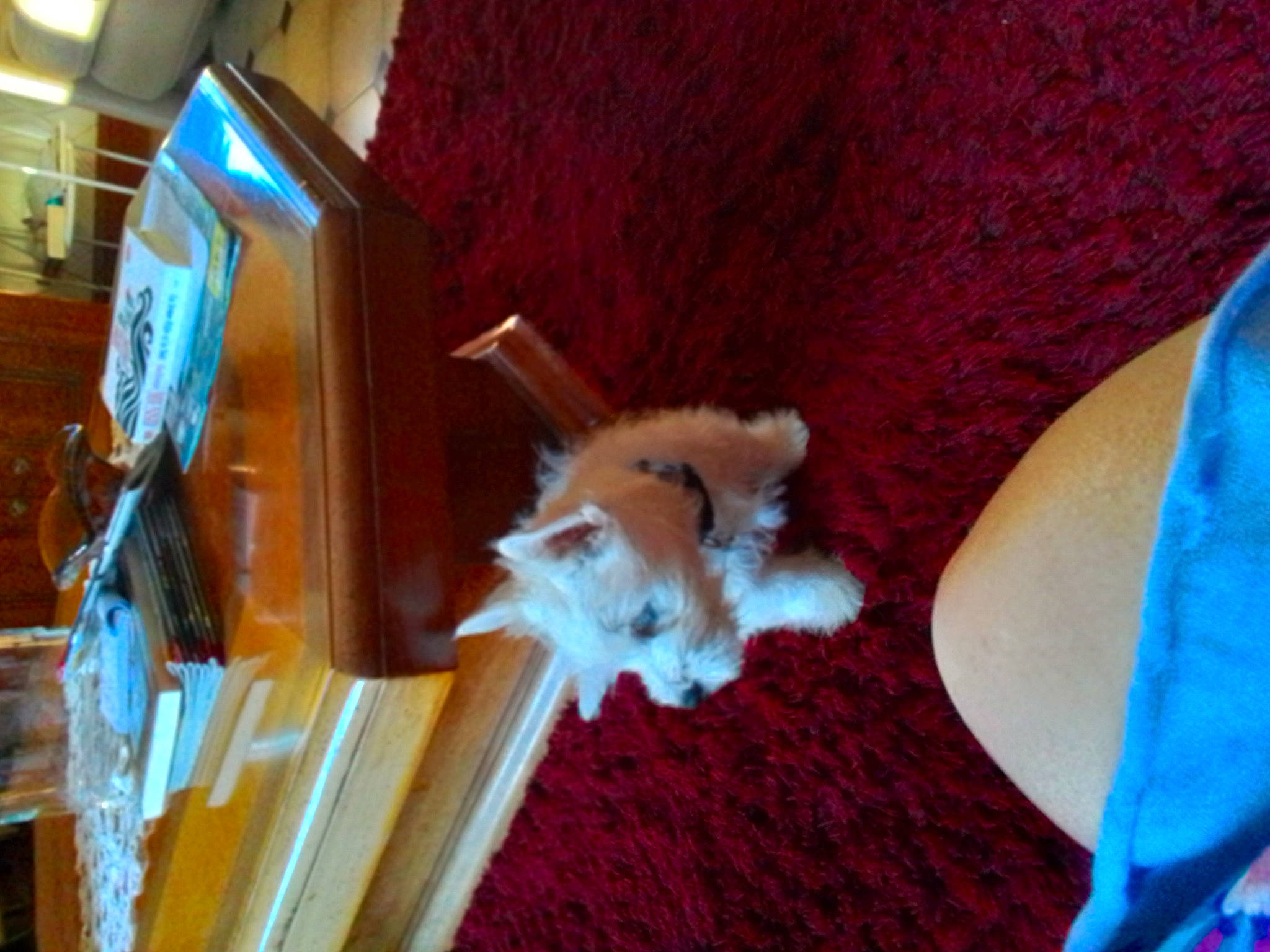 Uggy a rejoint le concours — aidez-le/la à gagner de superbes lots ! canidae, companion_dog, dog_breed, fawn, felidae, flooring, fur, hardwood, pet_supply, rodent, room, small_to_medium_sized_cats, sporting_group, stuffed_toy, tail, toy, whiskers, wood, wood_stain, wool