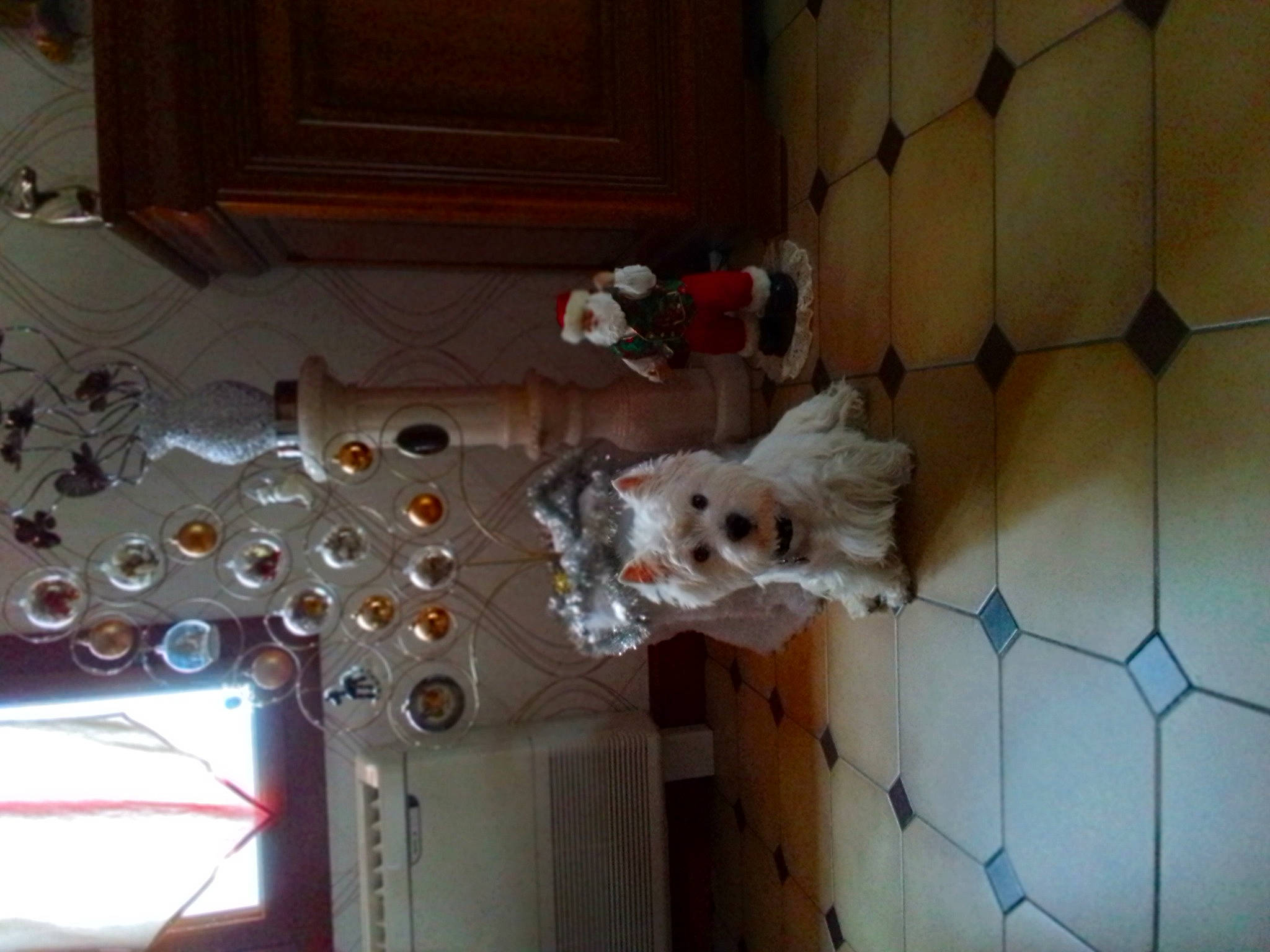 Uggy participe au concours pour gagner de l'argent avec cette photo : canidae, carnivore, ceiling, companion_dog, dog, dog_breed, door, electrical_wiring, fawn, floor, flooring, hardwood, non_sporting_group, pet_supply, room, sporting_group, tail, tile, wood