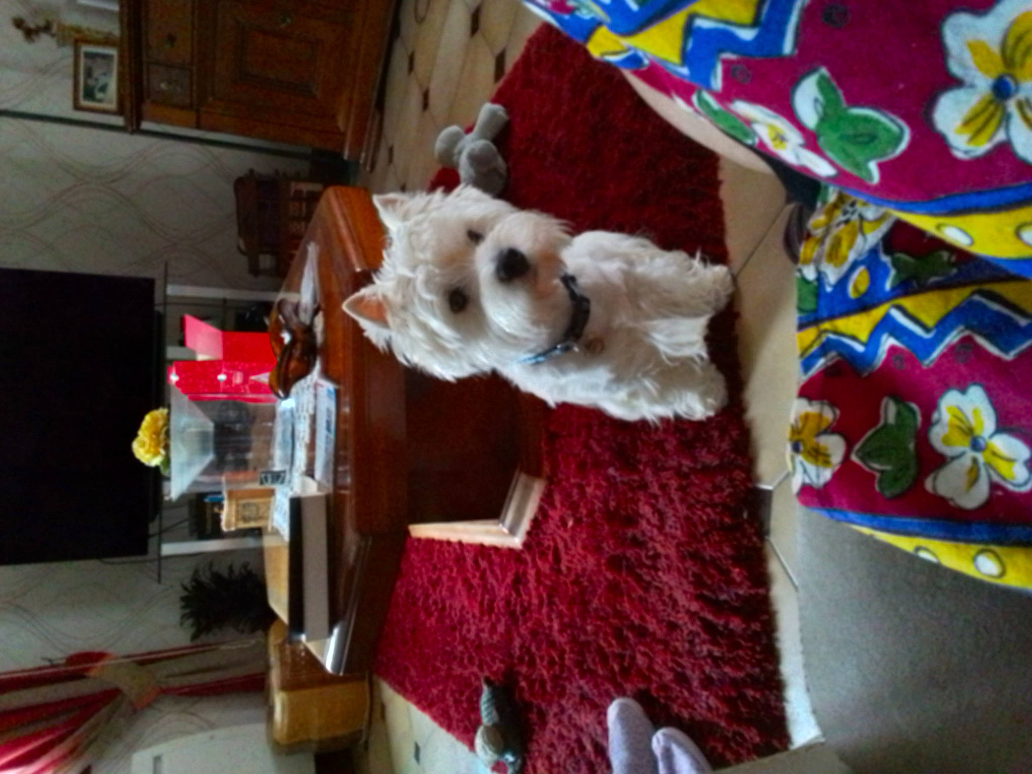 Uggy participe au concours pour gagner de l'argent avec cette photo : carnivore, companion_dog, craft, dog, dog_breed, dog_clothes, dog_supply, fawn, fur, linens, pattern, plush, sporting_group, stuffed_toy, textile, toy, toy_dog, wood, wool, woolen