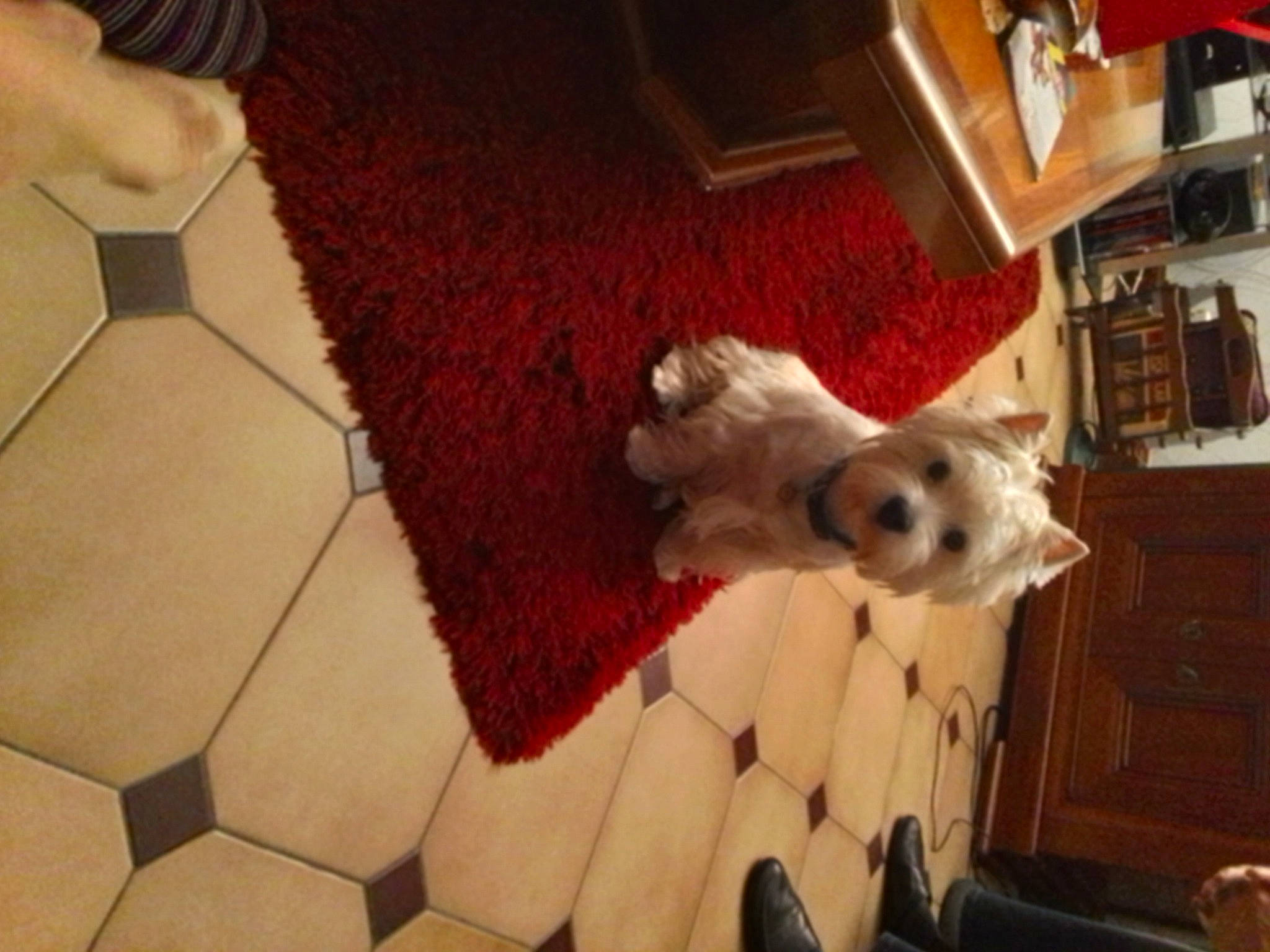 Uggy participe au concours pour gagner de l'argent avec cette photo : carmine, carnivore, christmas, companion_dog, dog, dog_breed, dog_supply, fawn, floor, flooring, fur, hardwood, living_room, pattern, sporting_group, tail, textile, toy, tree, wood