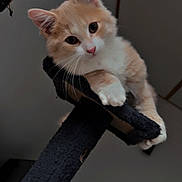 Crème a rejoint le concours — aidez-le/la à gagner de superbes lots ! animal, cat, cat_tree, cozy, cream_colored, curious, cute, domestic, ears, feline, fluffy, indoor, kitten, looking_down, perched, pet, playful, whiskers, white, young