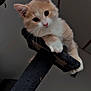 animal, cat, cat_tree, cozy, cream_colored, curious, cute, domestic, ears, feline, fluffy, indoor, kitten, looking_down, perched, pet, playful, whiskers, white, young
