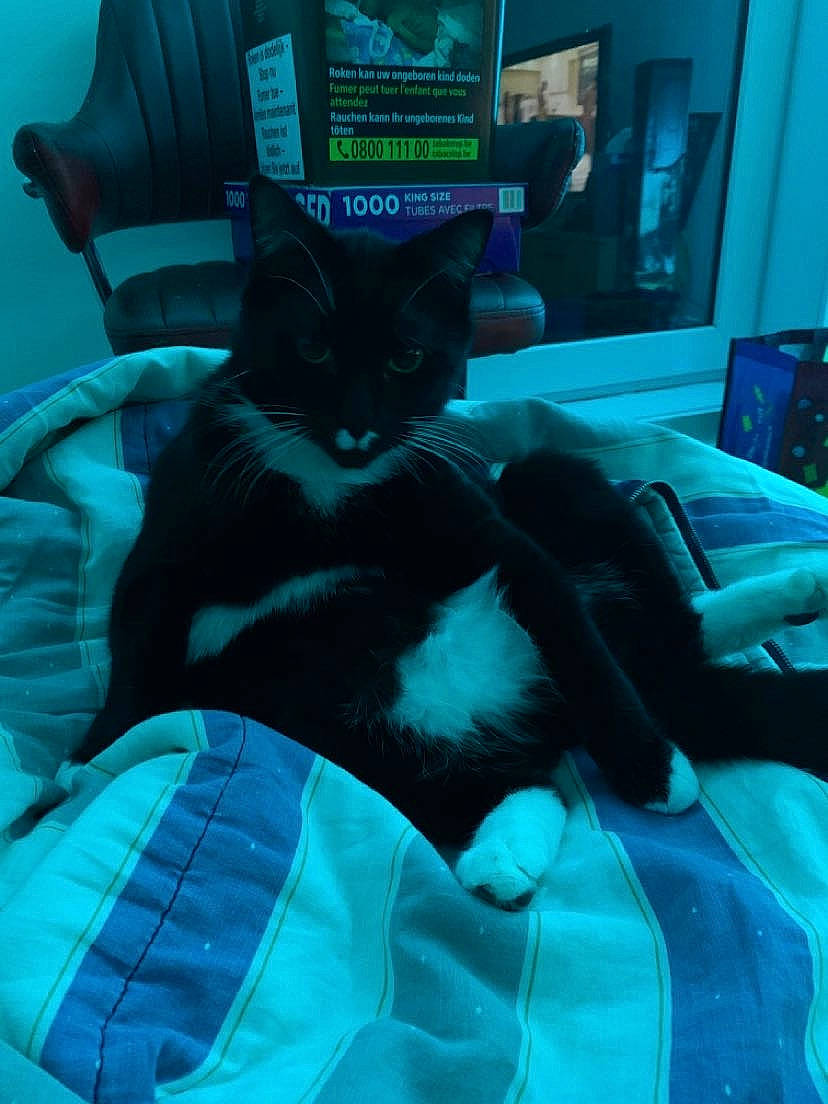 Ivar a rejoint le concours — aidez-le/la à gagner de superbes lots ! aqua, azure, bag, black_cat, blue, carnivore, cat, comfort, couch, domestic_short_haired_cat, electric_blue, felidae, fur, green, lap, linens, picture_frame, small_to_medium_sized_cats, tail, whiskers