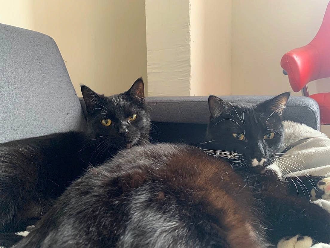 Ivar a rejoint le concours — aidez-le/la à gagner de superbes lots ! bed, black_cat, carnivore, cat, cat_supply, claw, comfort, couch, domestic_short_haired_cat, felidae, fur, grey, metal, paw, room, small_to_medium_sized_cats, square, tail, whiskers, window