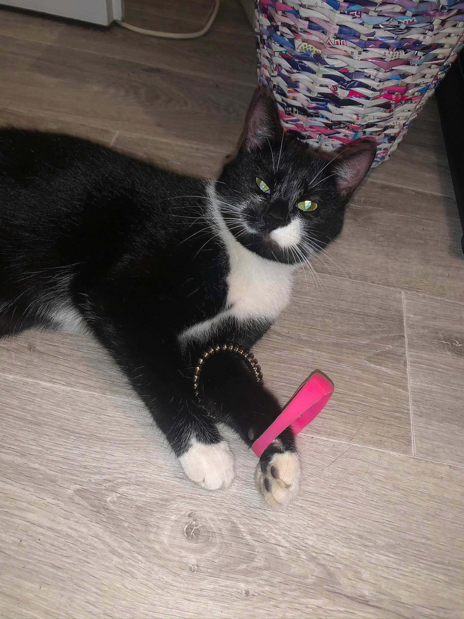 Captaine a rejoint le concours — aidez-le/la à gagner de superbes lots ! black_cat, carnivore, cat, domestic_short_haired_cat, felidae, floor, flooring, foot, fur, grey, hardwood, human_leg, paw, road_surface, small_to_medium_sized_cats, snout, tail, thigh, whiskers, wood